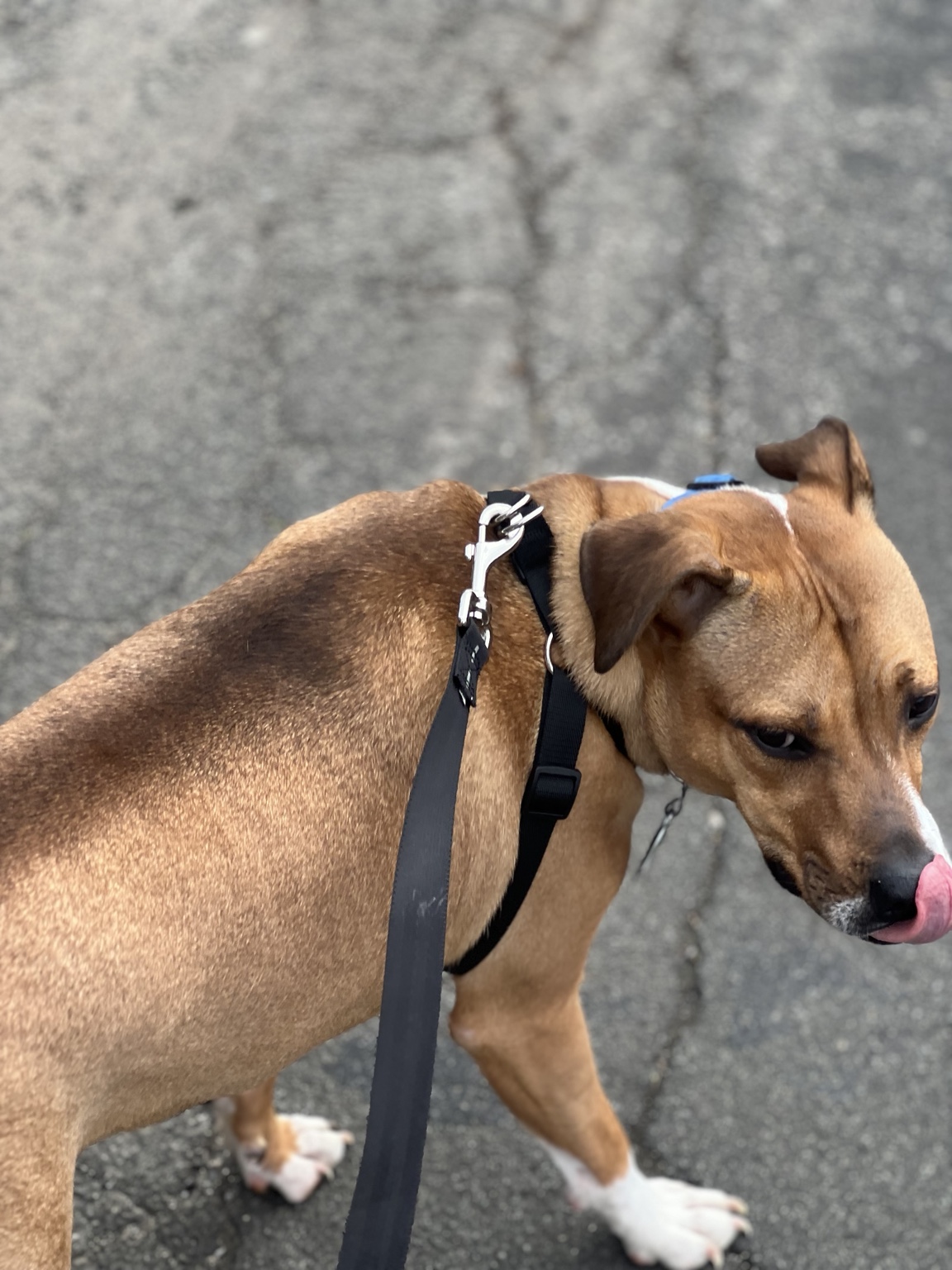 Tan dog wearing a harness during a walk