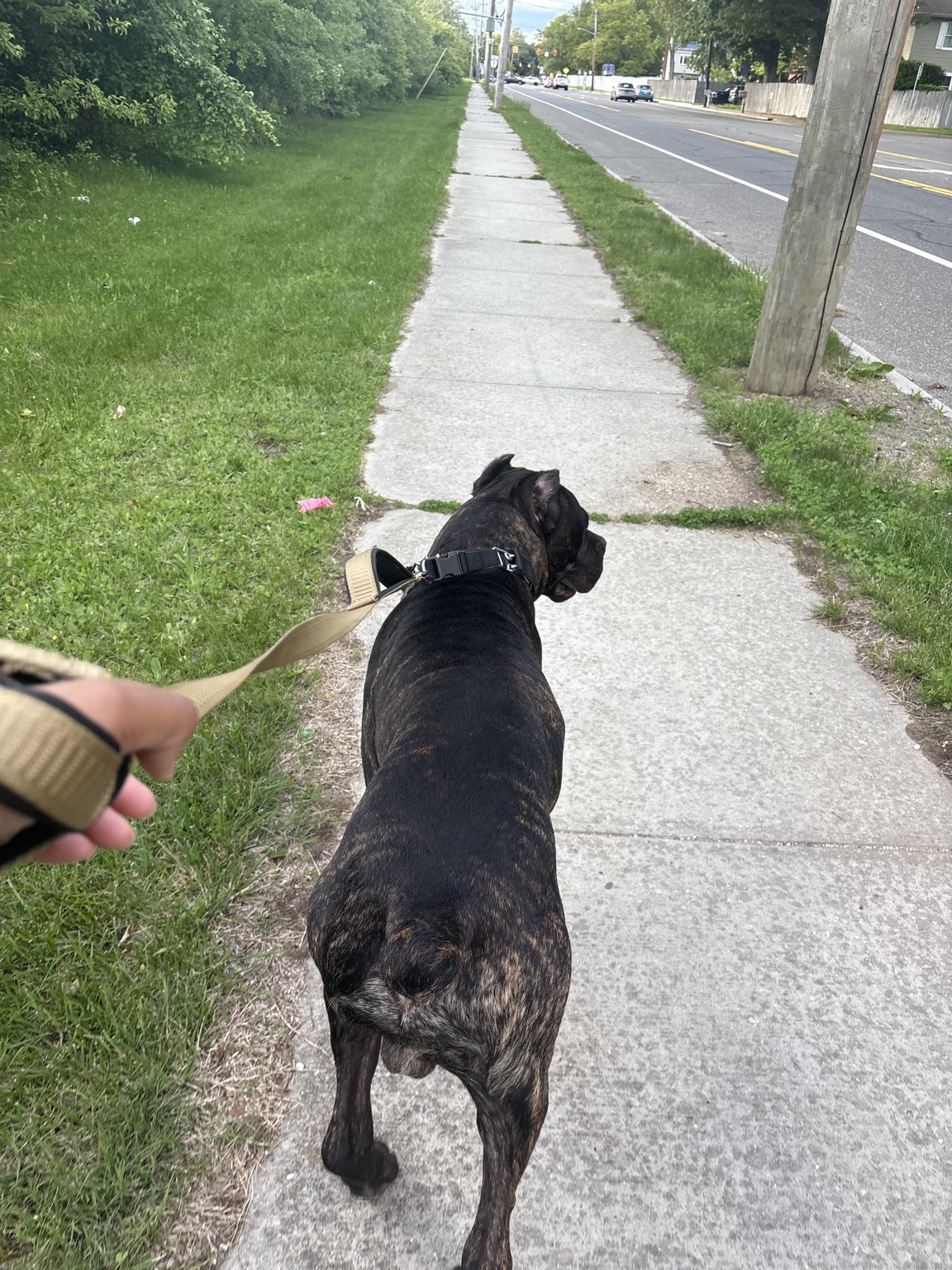 Brindle dog enjoying a neighborhood walk with Kai'sPawCare